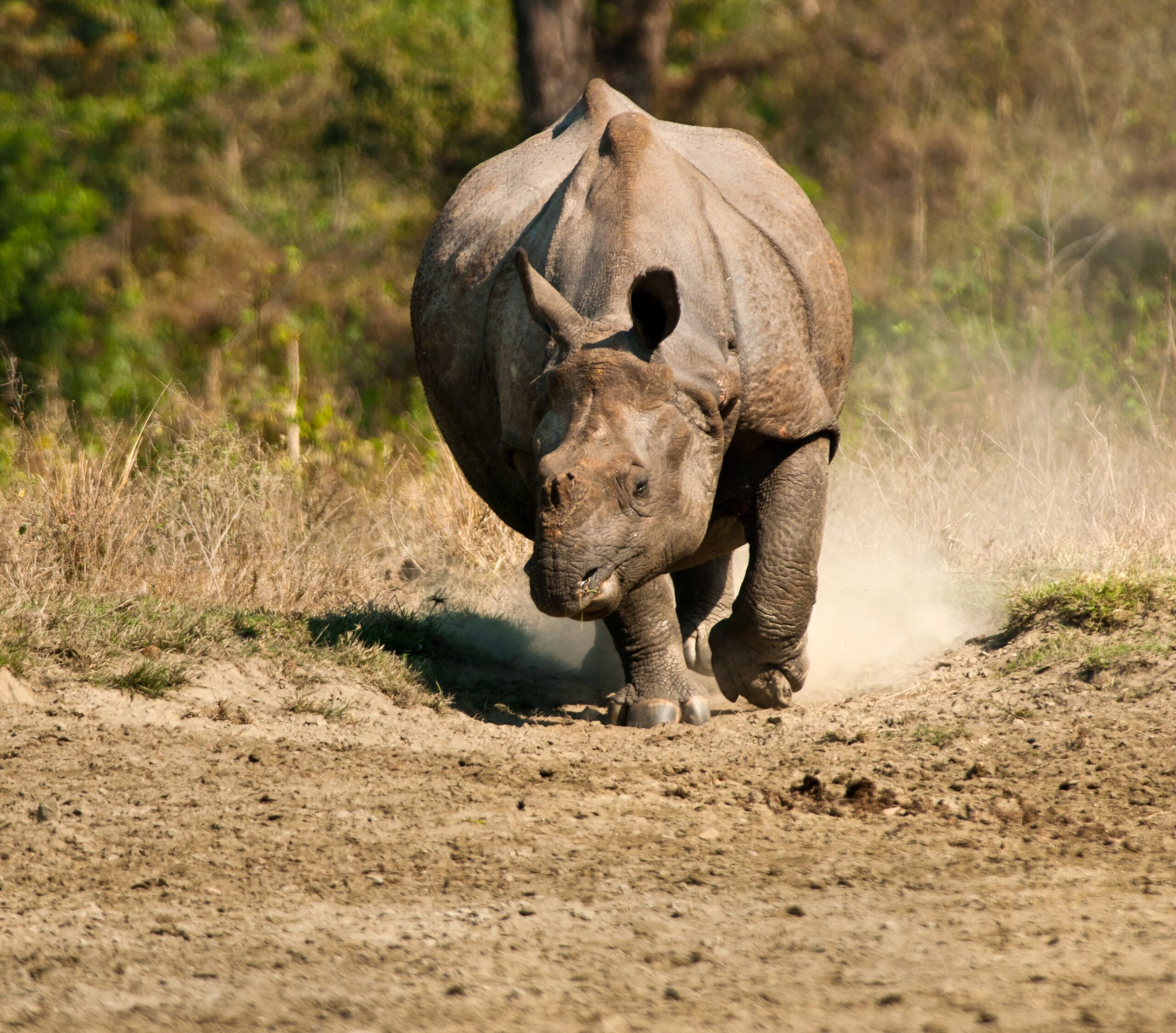 Wildlife